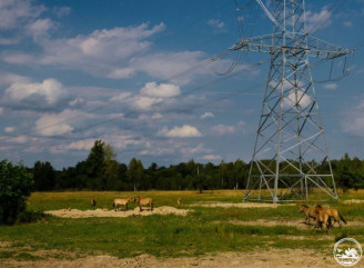 У Чорнобильському заповіднику коні Пржевальського відпочивають біля ЛЕП