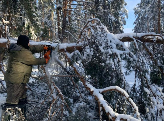 Поблизу Чорнобиля розчистили понад 8 км під лініями електропередач