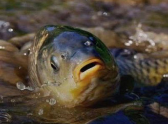 На Чернігівщині з 1 квітня стартує нерестова заборона