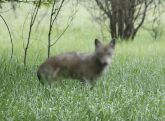 У Чорнобильському заповіднику показали, як виглядає вовк під час линьки