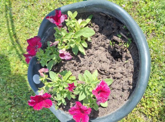 У Славутичі знову крадуть квіти з міських клумб — комунальники обурені