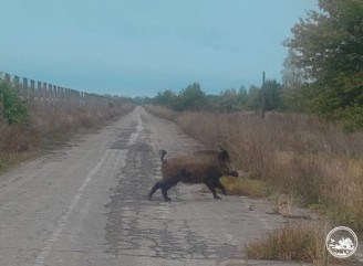 Неочікуваний перехожий у зоні відчуження: дикий кабан потрапив у кадр під час прогулянки дорогою