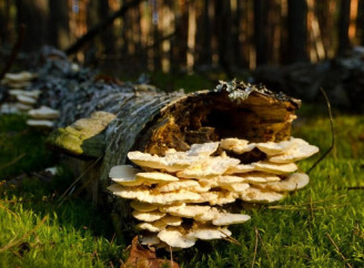 У Чорнобильському заповіднику зафіксували трутовик жорстковолосистий: що відомо про цей гриб