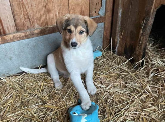 У Славутицькому притулку шукають родини для двох милих цуценят