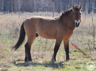 «Утік з лісництва і створив гарем»: у Чорнобильському заповіднику вперше виявили гібридизацію коня Пржевальського