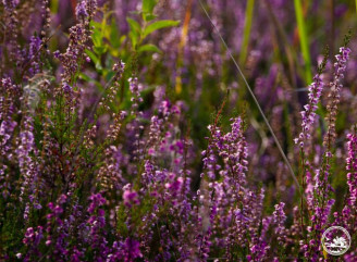 У Чорнобильському заповіднику зацвів верес