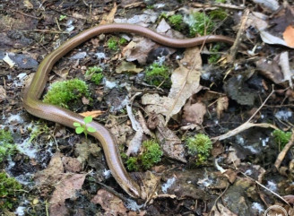 Безнога ящірка у Чорнобильському заповіднику: кого насправді приймають за змію