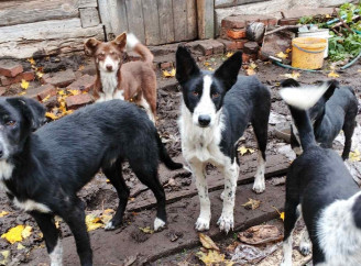 У селі Нові Яриловичі 91-річна жінка доглядає 14 покинутих собак — волонтери просять допомоги