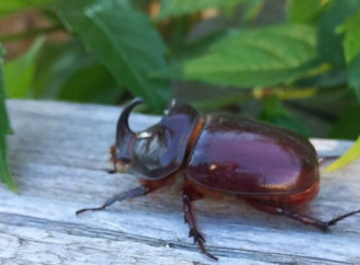 У Чорнобильській зоні помітили жука-носорога: як виглядає цей нічний велетень із рогом