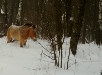 Сніг по коліна у Чорнобильській зоні: у заповіднику пояснили, чому коням Пржевальського зима не заважає