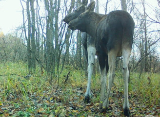 У Чорнобильському заповіднику фотопастка спіймала кумедну загадку з лосів