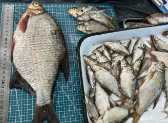 19 видів риб і жодного чужорідного: що показали дослідження у Чорнобильському заповіднику