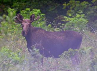 У Чорнобильському заповіднику самці лосів готуються до гону