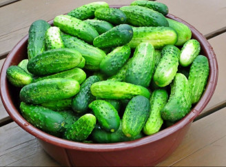 Ці 2 сорти огірків не бояться дощу й холоду: ідеальний вибір для прохолодного літа