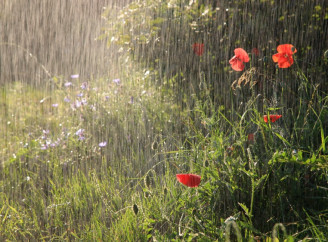 Погода у Славутичі на тиждень: від спеки до прохолоди — що чекати мешканцям