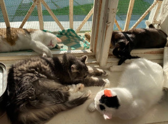 У Славутичі просять допомоги для котів на стаціонарі