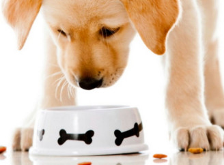 Консерви Nature's Protection: збалансований раціон для здоров’я вашого улюбленця