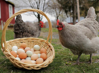 Скільки років курка залишається несучкою