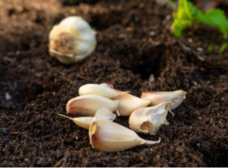 Секрет міцного часнику без жовтизни: блогерка з Одеси поділилася своїм єдиним підживленням