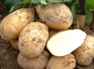 Як отримати великі бульби картоплі навіть без добрив — простий секрет для городників