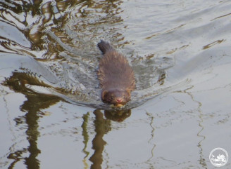 У Чорнобильській зоні помітили несподіваного хижака: він витісняє місцевих тварин