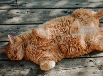 Кішка спить тільки з вами? Ось справжні причини, чому вона обрала саме вас