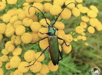 У Чорнобильському заповіднику помітили масову появу вусача мускусного
