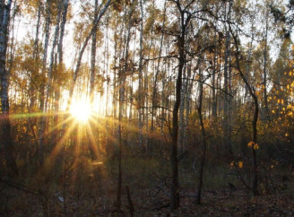 Осіннє рівнодення у Чорнобильському заповіднику: природа переходить у новий цикл