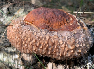 У Чорнобилі знайшли гігантський гриб трутовик: руйнує дерева, але лікує людей