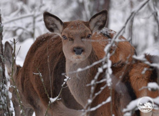 У Чорнобильській зоні помітили особливий період: у заповіднику все частіше фіксують вагітних олениць