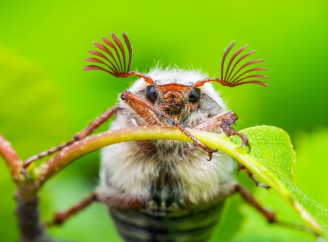 Навіщо потрібні хрущі і чому їх не варто знищувати: пояснення ентомолога