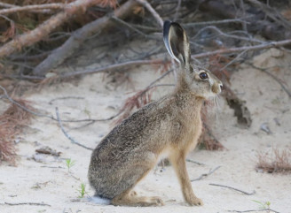 Сірий заєць у Чорнобильському заповіднику здивував здатністю до виживання