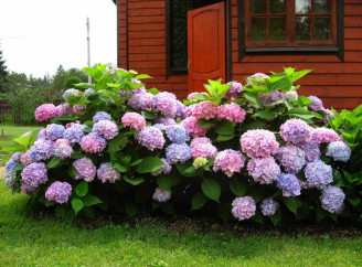 Гортензія — краса, символізм і небезпека: що потрібно знати про цю популярну квітку