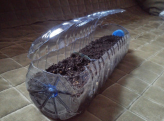 Мініпарник з пляшки за 5 хвилин: бюджетний спосіб вирощування розсади вдома