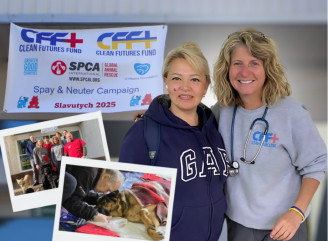 У Славутичі американські ветеринари стерилізували 170 тварин за три дні: як це було