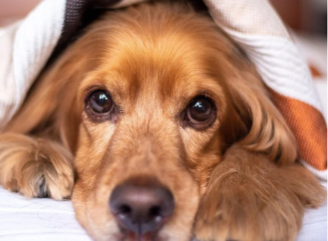 Як випрати велику ковдру без пральної машини і не зіпсувати її