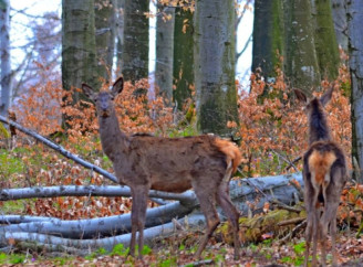 Осінній ліс Чорнобильського заповідника: олені готуються до зими