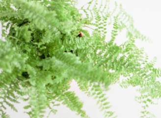 П’ять кімнатних рослин, які зменшують вологість і допомагають боротися з цвіллюм