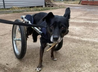 У Славутичі збирають кошти на лікування та утримання собаки Джессі у січні