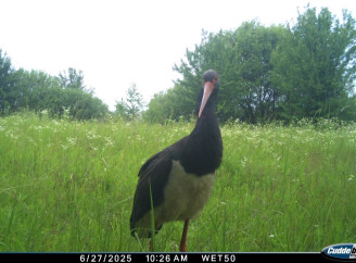 Рідкісний чорний лелека потрапив у фотопастку Чорнобильського заповідника