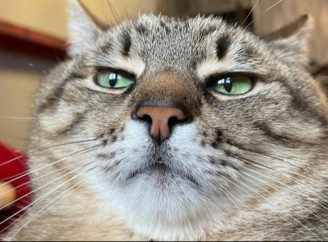 Ветеринарка назвала п’ять товарів, які не варто купувати для котів