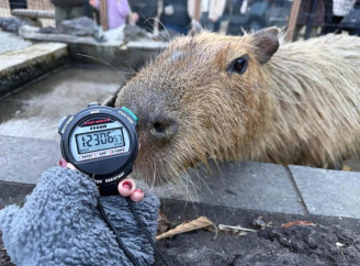 У Японії визначили капібару, яка найдовше купалася у гарячій ванні