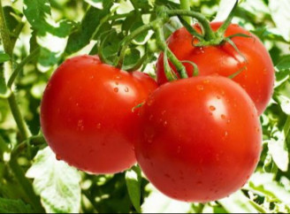 Як отримати урожай мрії з помідорів: просте підживлення, яке працює краще за хімію