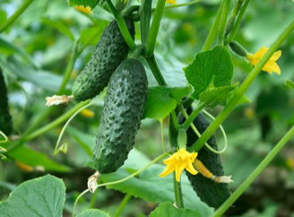 Огірки без гіркоти: що додати в лунки, щоб виростити смачні та соковиті плоди