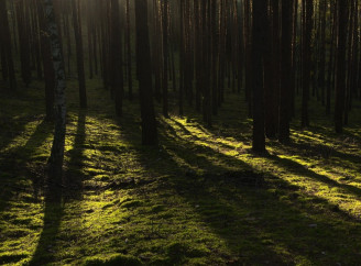 На Чернігівщині мобілізований блукав у лісі після втечі з полігону — командира судили, але виправдали