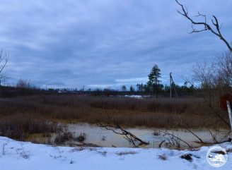 У Чорнобильському заповіднику зафіксували останні зимові пейзажі