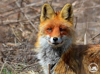 Руда мисливиця Чорнобиля: фотопастка спіймала спритну лисицю у заповіднику