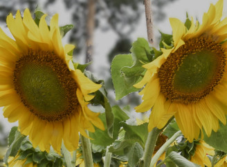 Соняшник на Поліській площі: символ України крізь об'єктив