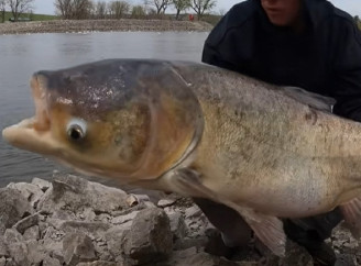 Американець спіймав гігантського інвазивного коропа: відео підірвало TikTok