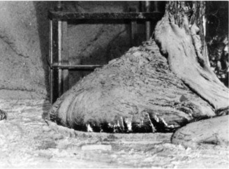 Що сталося зі «Слоновою ногою» в Чорнобилі: смертельна небезпека чи історичний артефакт?